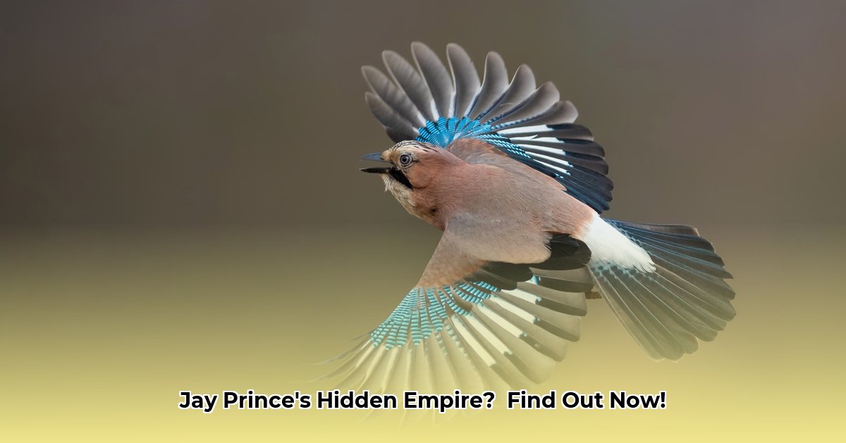 jay-prince-net-worth